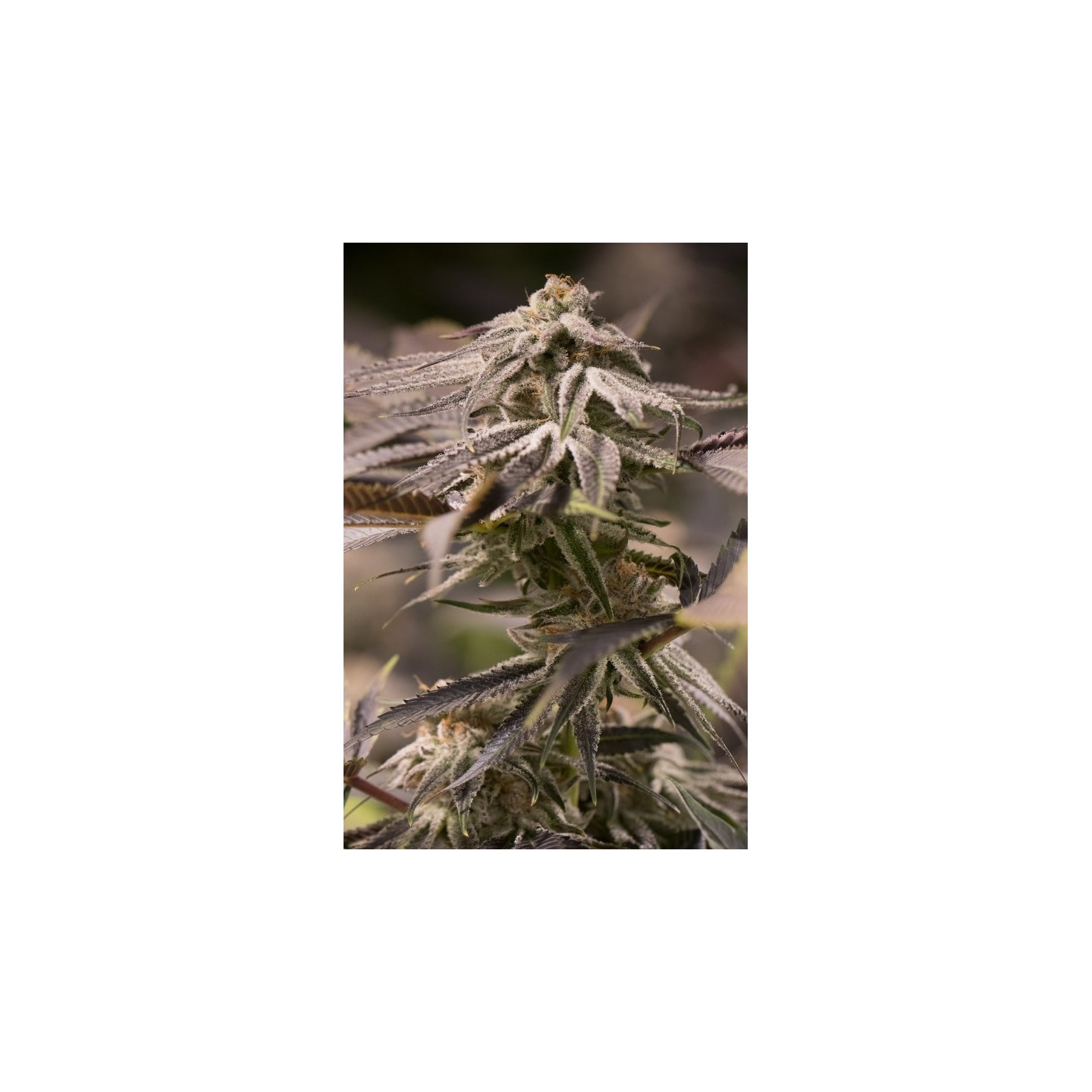 Passion Fruit Punch de Humboldt Seeds
