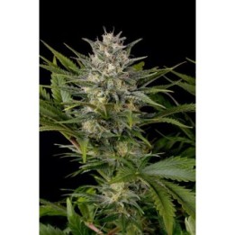 Pineapple Skunk Regular de Humboldt Seeds