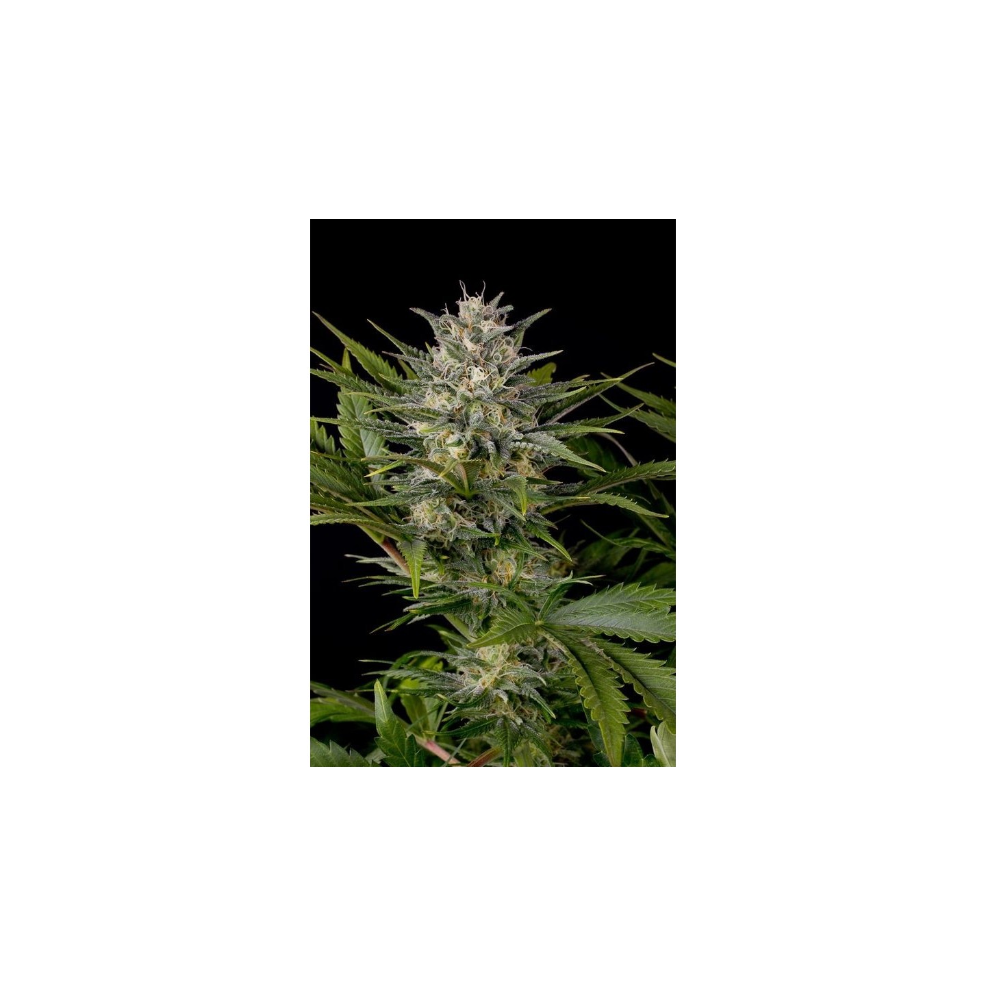 Pineapple Skunk Regular de Humboldt Seeds