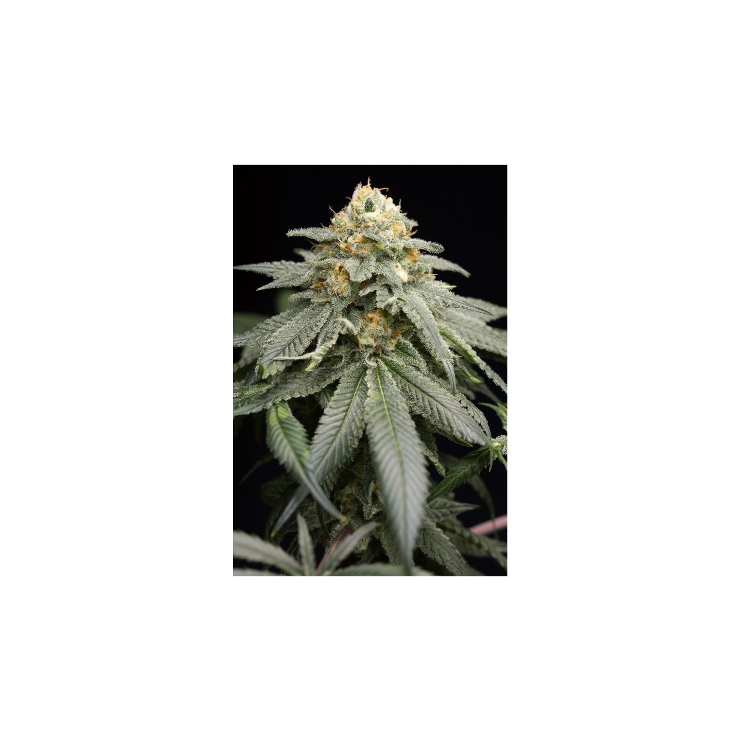 Purple Matcha de Humboldt Seeds