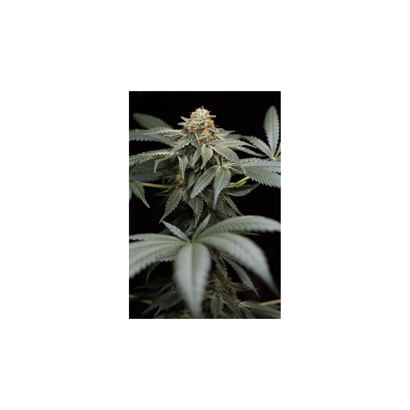 San Bacio Gelato de Humboldt Seeds