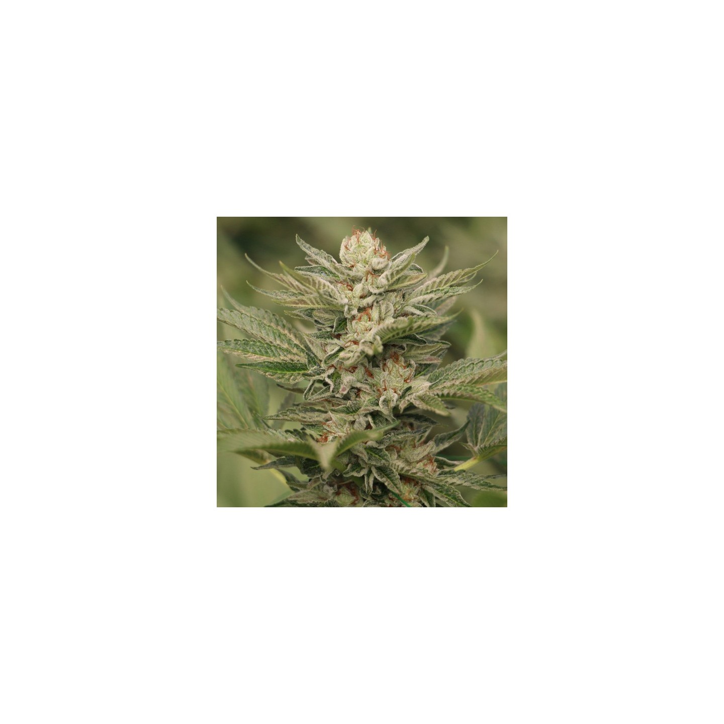 Sapphire Scout 100% de Humboldt Seeds
