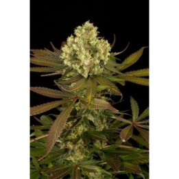 Sour Blueberry Regular de Humboldt Seeds