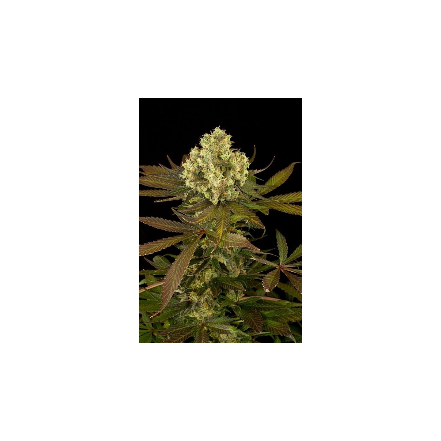 Sour Blueberry Regular de Humboldt Seeds