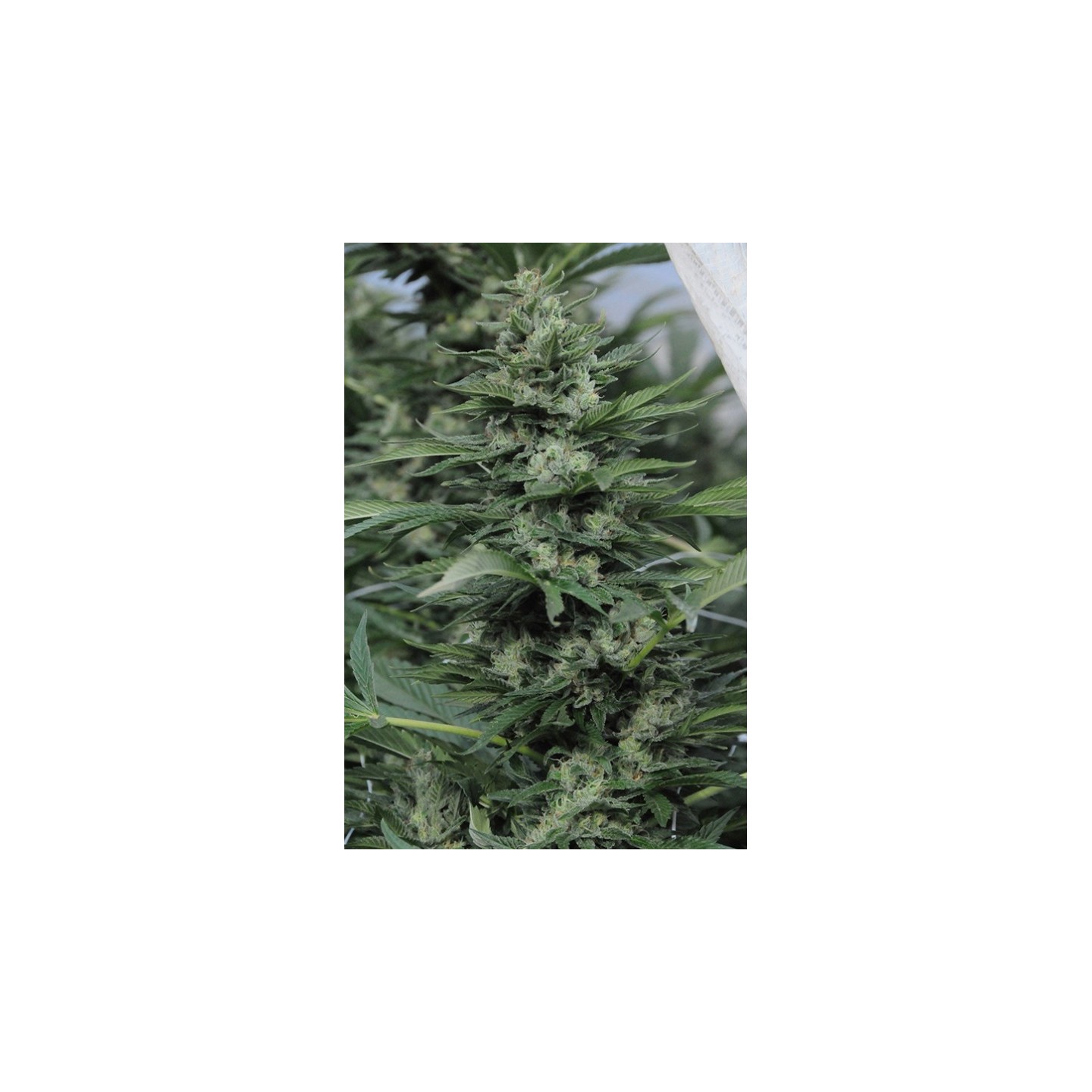 Sour Diesel # 2 Regular de Humboldt Seeds