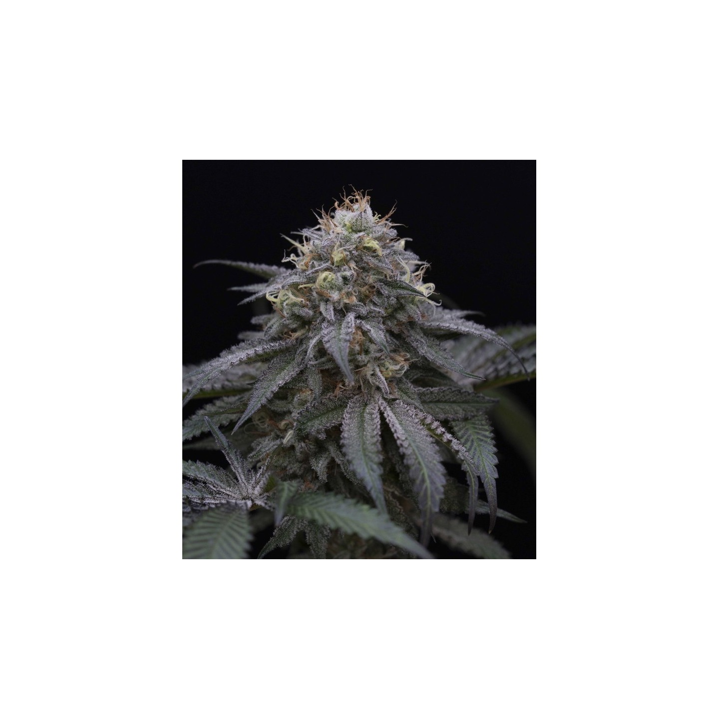 Sugar Breath 100% de Humboldt Seeds