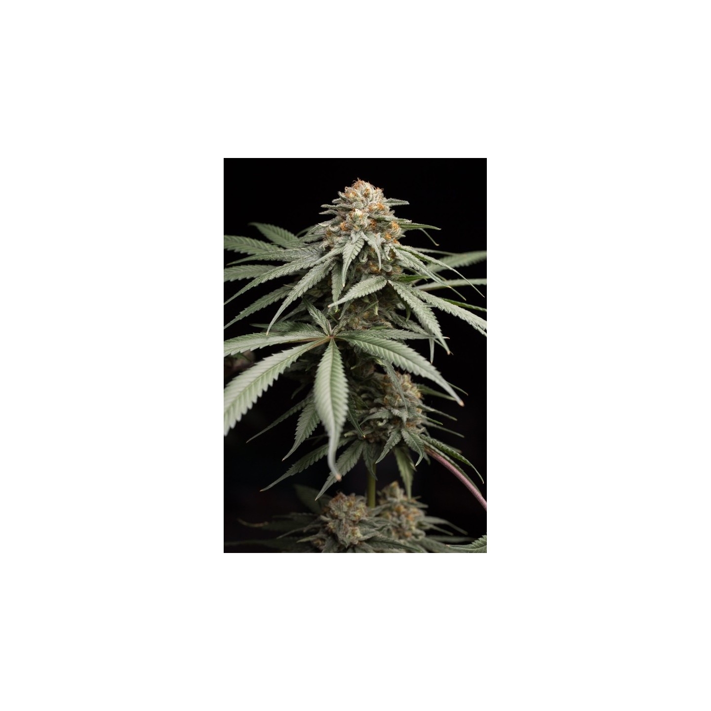 Sunrise Sherbert de Humboldt Seeds