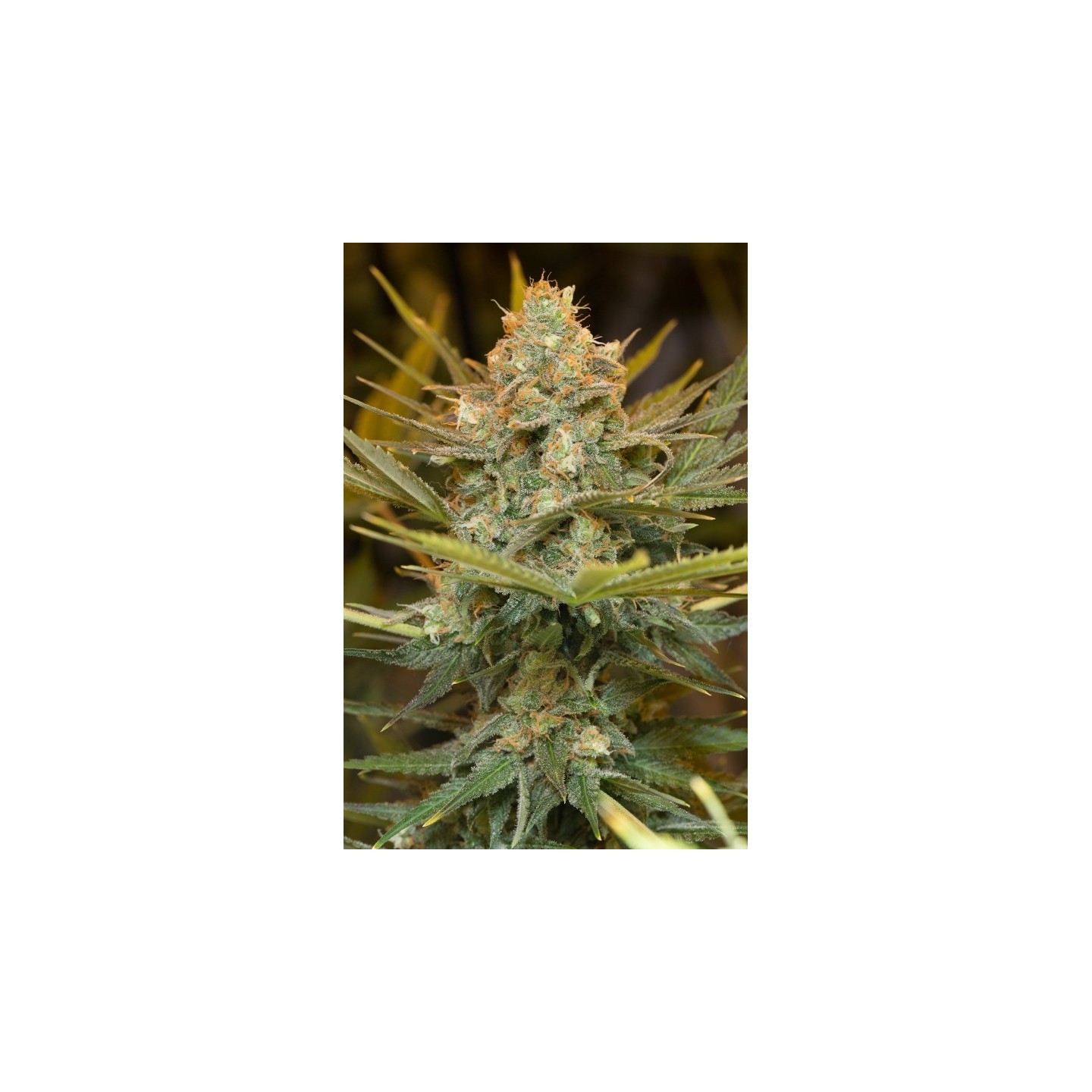Three Blue Kings 100% de Humboldt Seeds