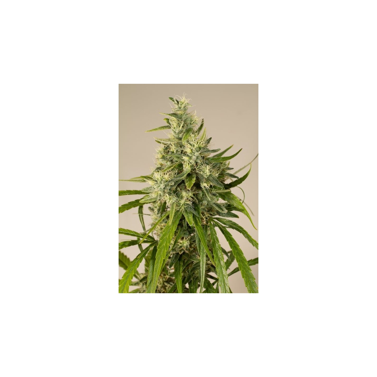 Trainwreck Regular de Humboldt Seeds