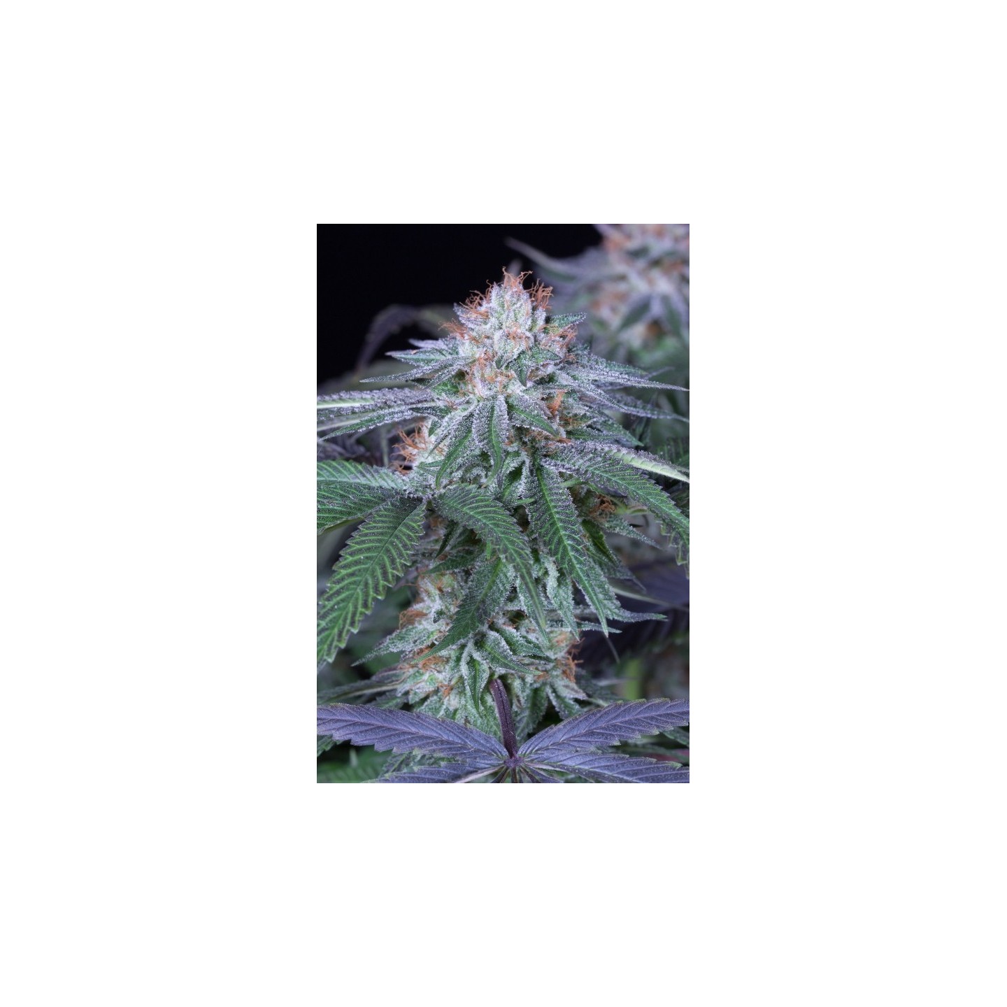 Velvet Octane de Humboldt Seeds