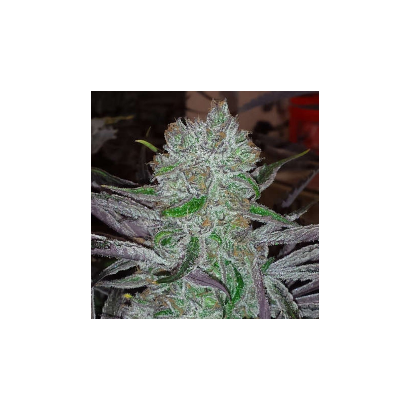 Best Friend Regular de Jinxproff Genetics