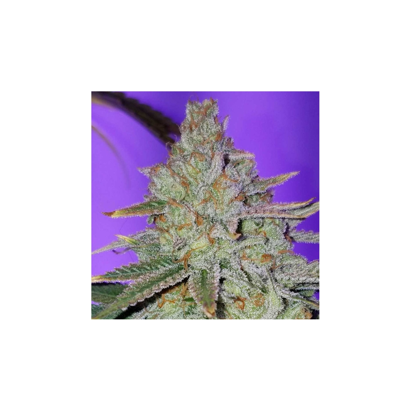 Cookie Puss Regular de Jinxproff Genetics