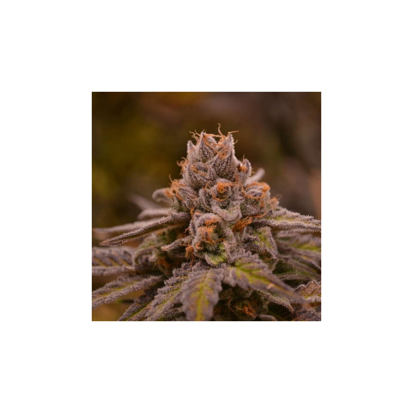 Hubba Bubba Regular de Jinxproff Genetics