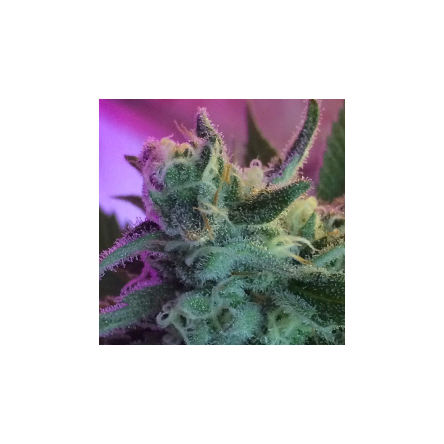 Mothertongue Regular de Jinxproff Genetics