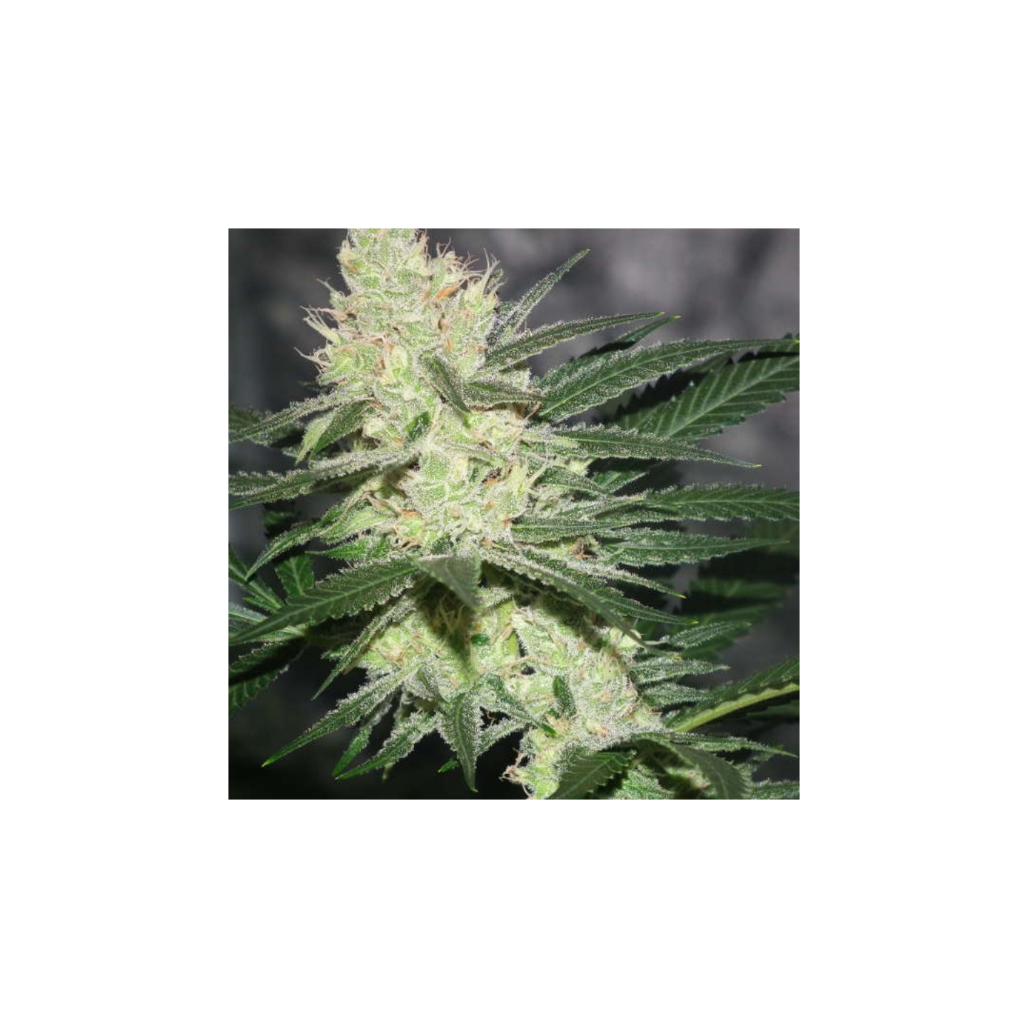 Pucker Punch Regular de Jinxproff Genetics