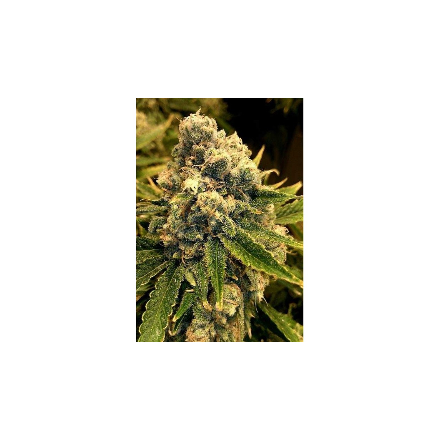 Safety Meeting Regular de Jinxproff Genetics
