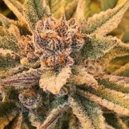 True Love Regular de Jinxproff Genetics