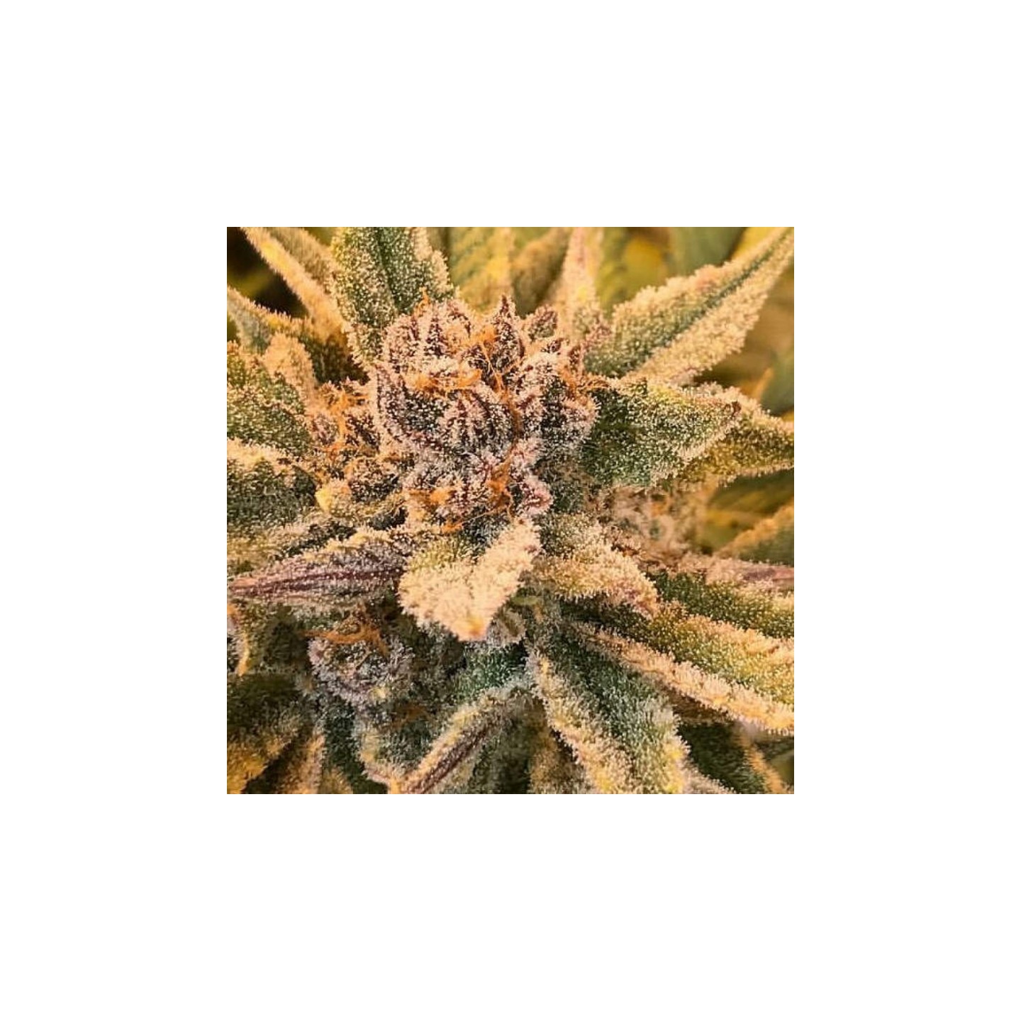 True Love Regular de Jinxproff Genetics