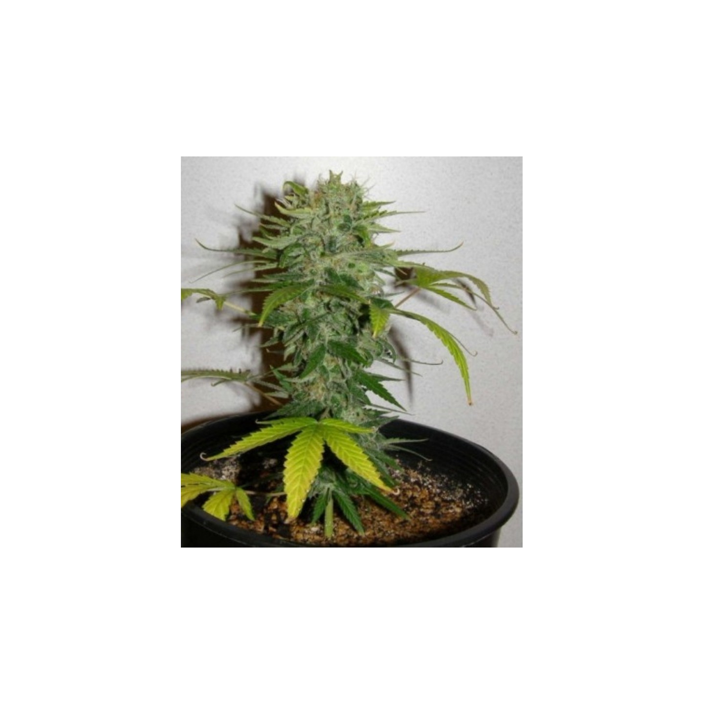 Cristal Limit Regular de K.C. Brains