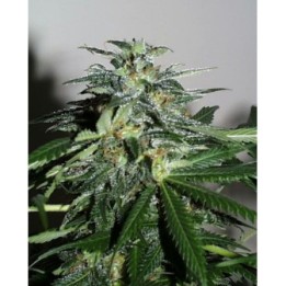 Cyber Cristal Regular de K.C. Brains