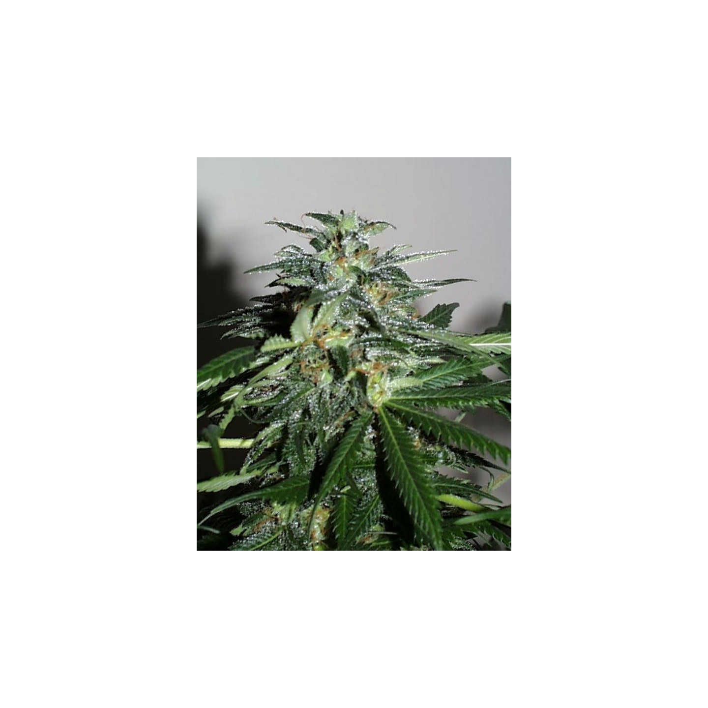 Cyber Cristal Regular de K.C. Brains