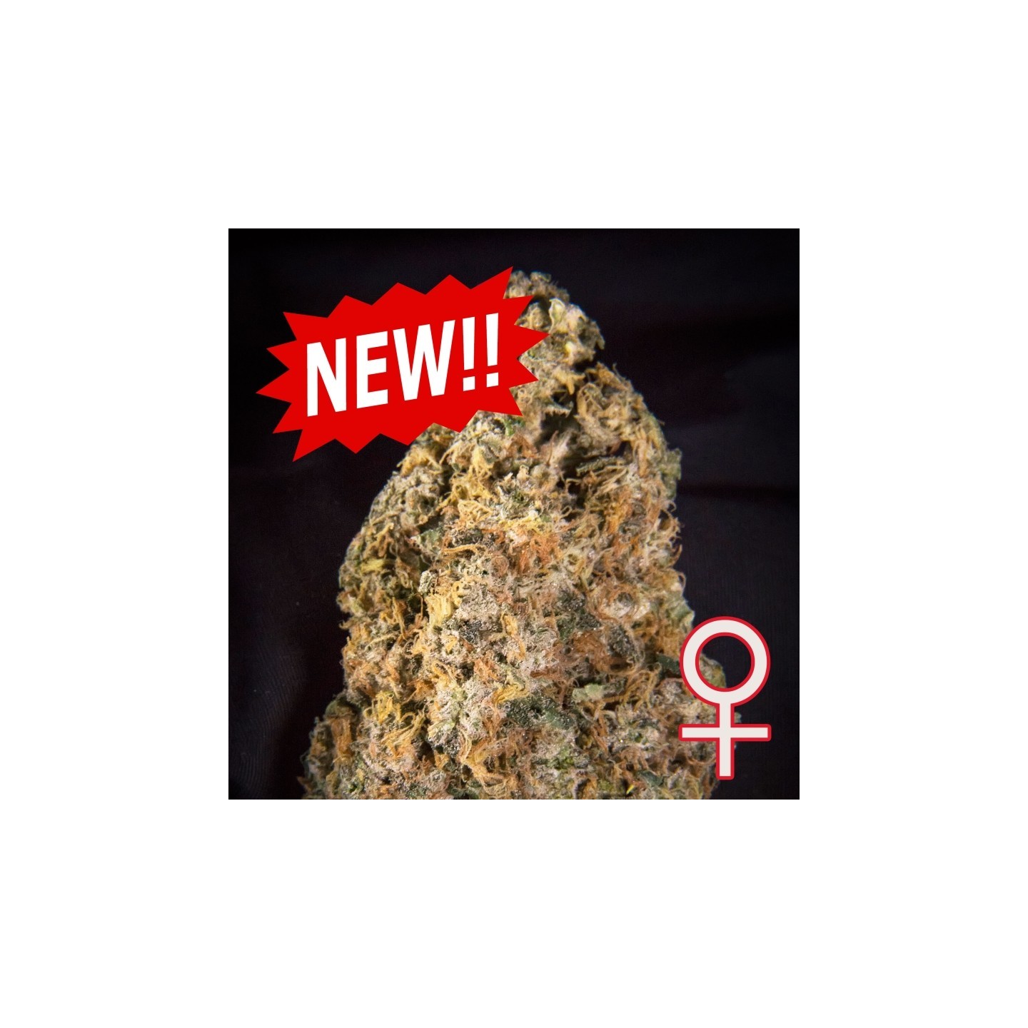 Diamond Queen Kush Auto Feminizada de K.C. Brains