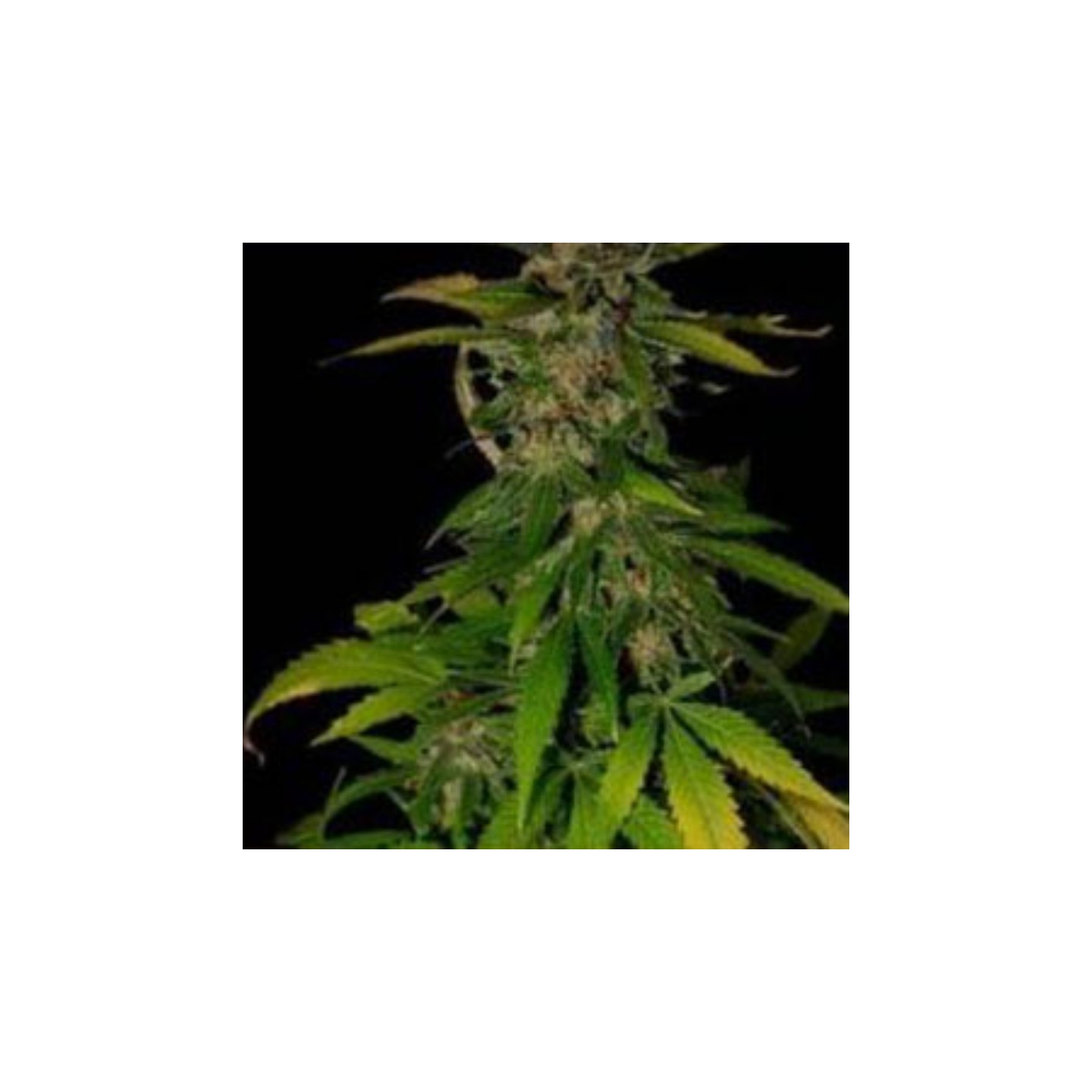 Double D Regular de K.C. Brains