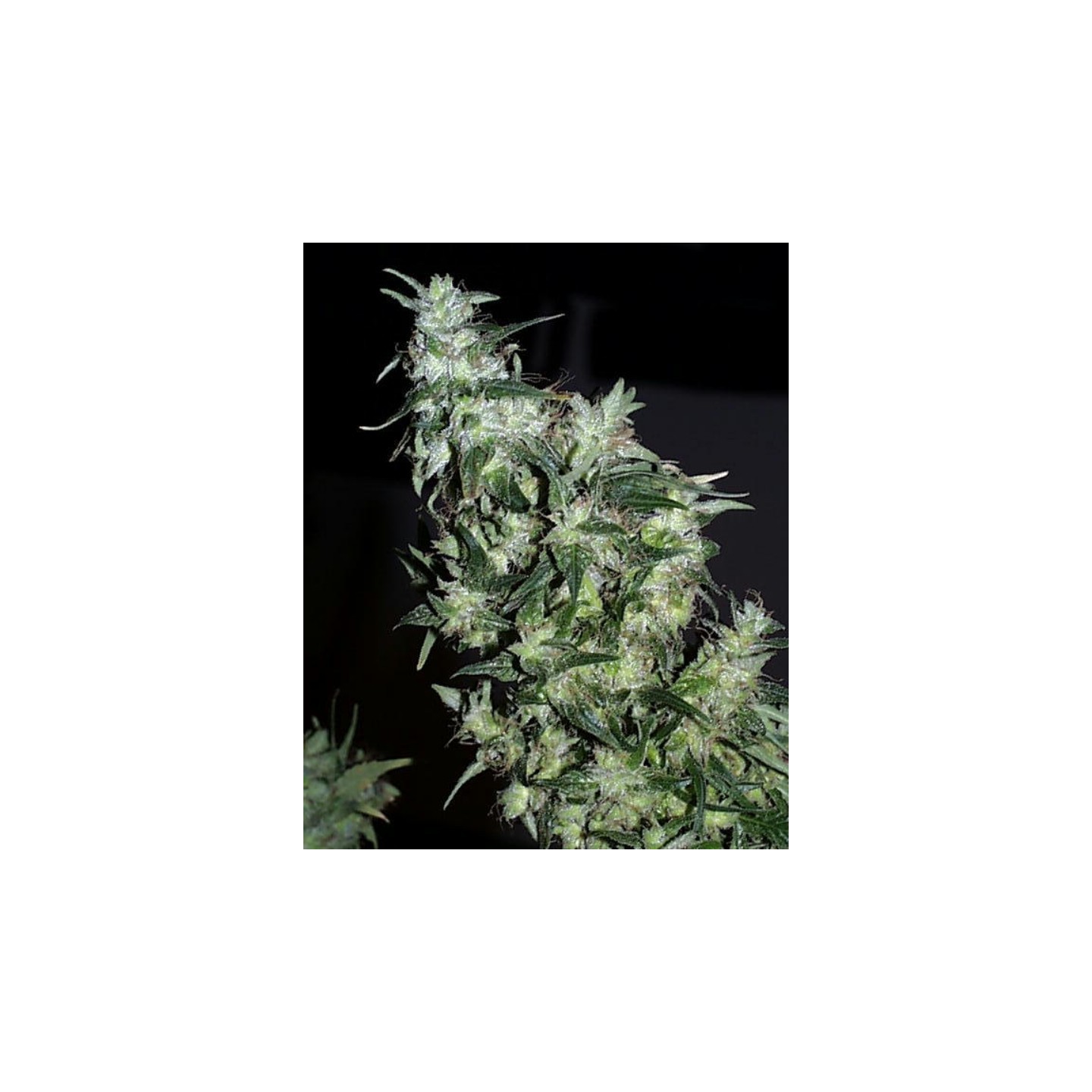 Haze Special Regular de K.C. Brains