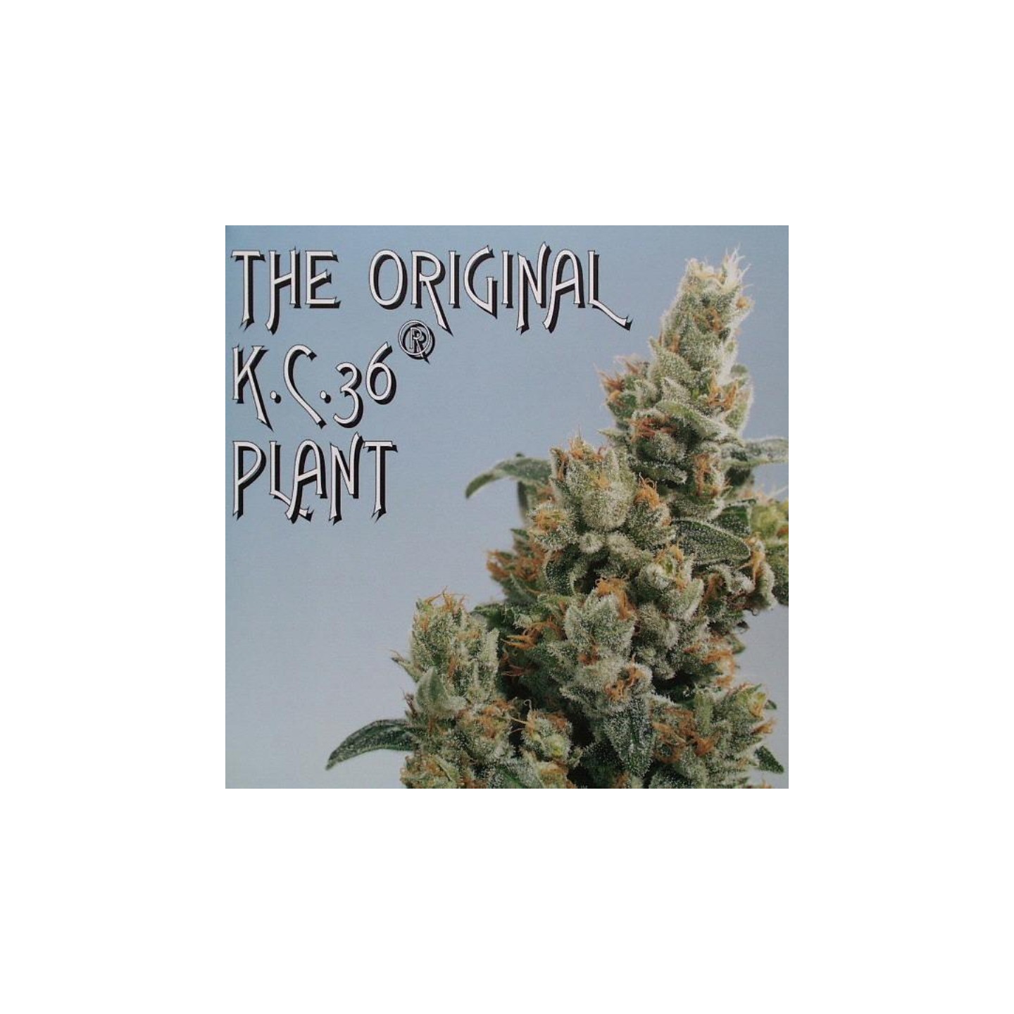 K.C. 36 Regular de K.C. Brains