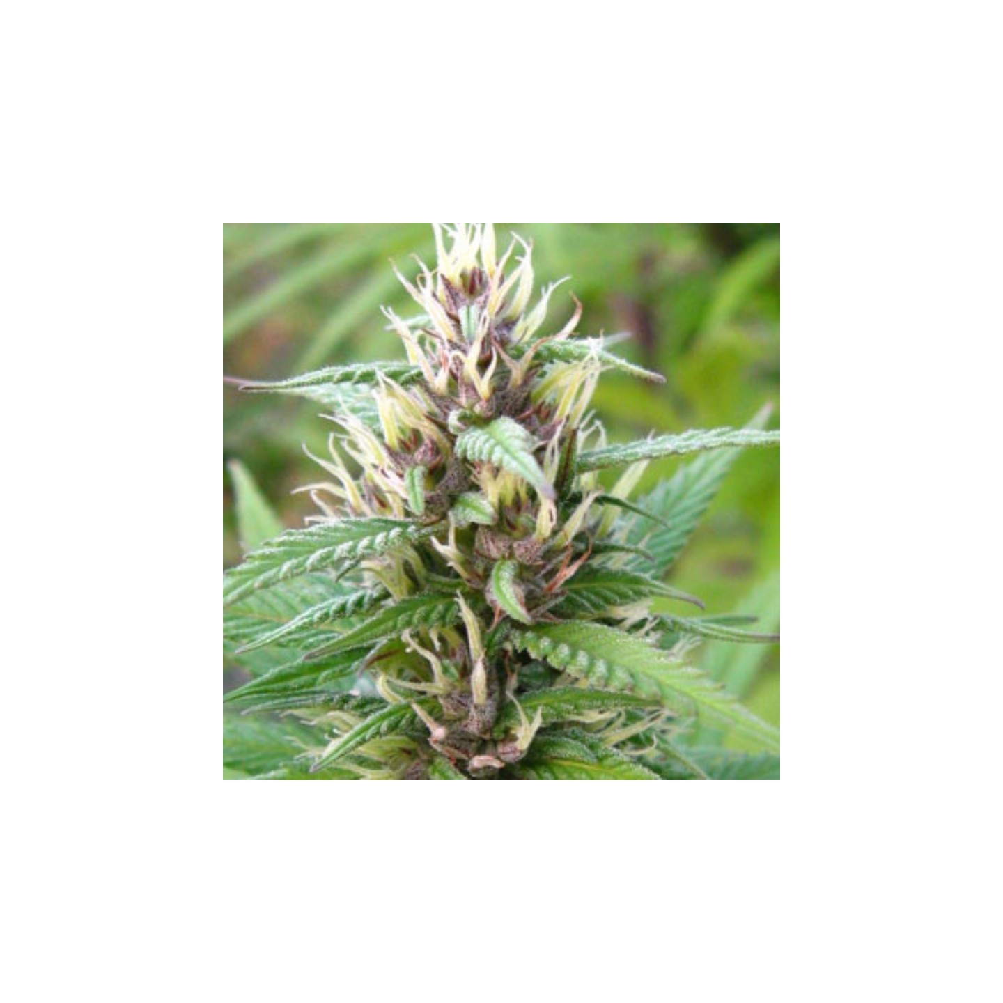 Mind Bender Regular de K.C. Brains