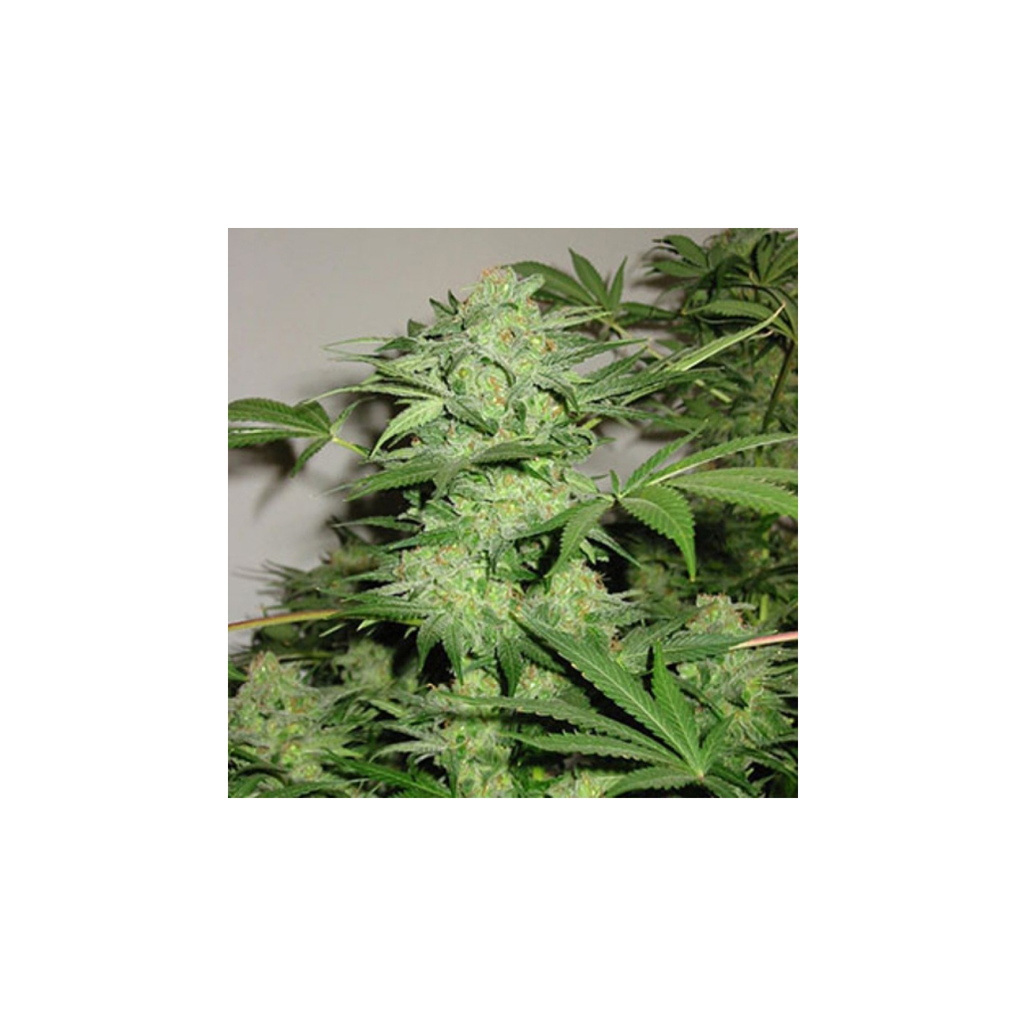 Northern Light Special Feminizada de K.C. Brains