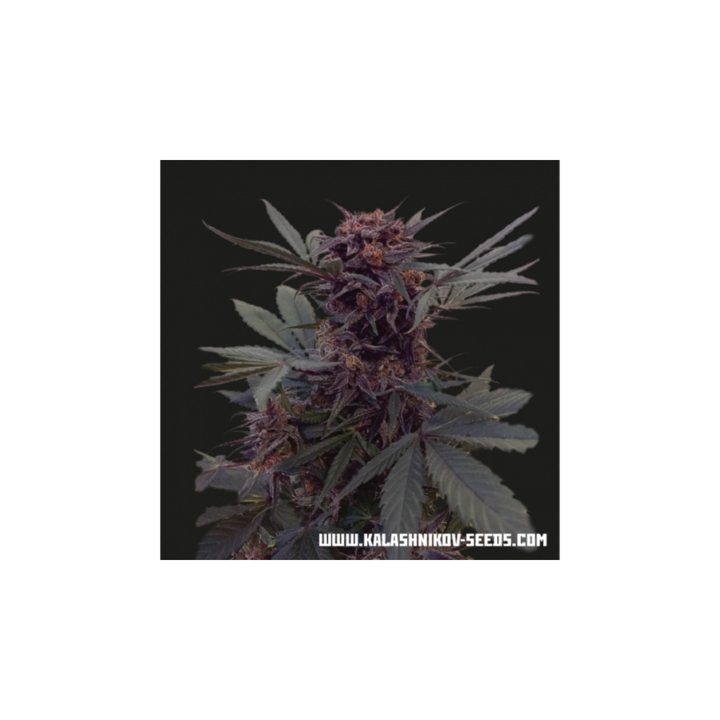 Babushka Black Auto de Kalashnikov Seeds
