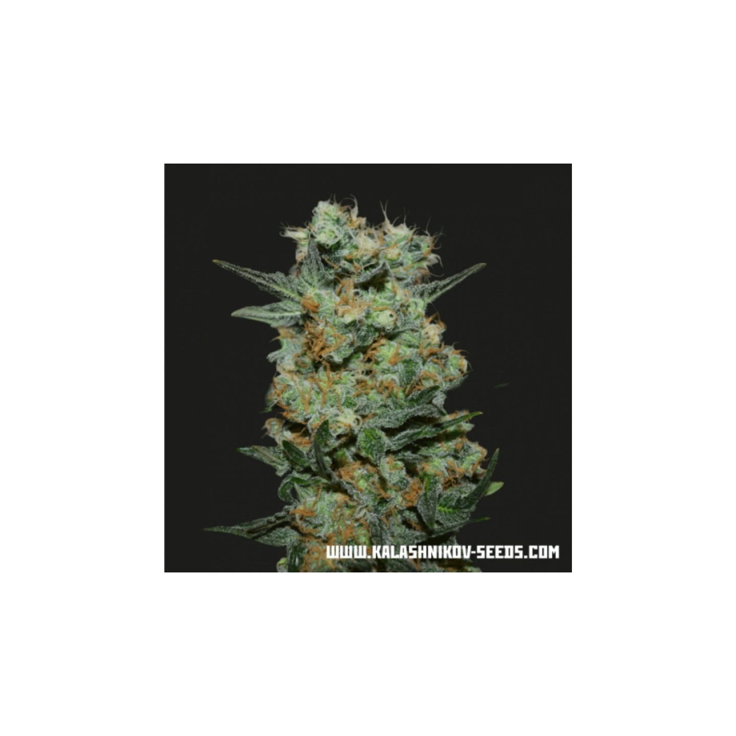 Baikal Express de Kalashnikov Seeds