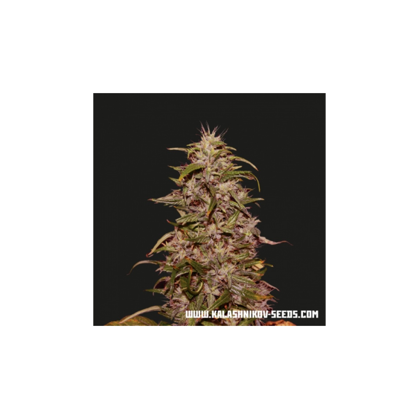 Big Altai Sativa Express de Kalashnikov Seeds