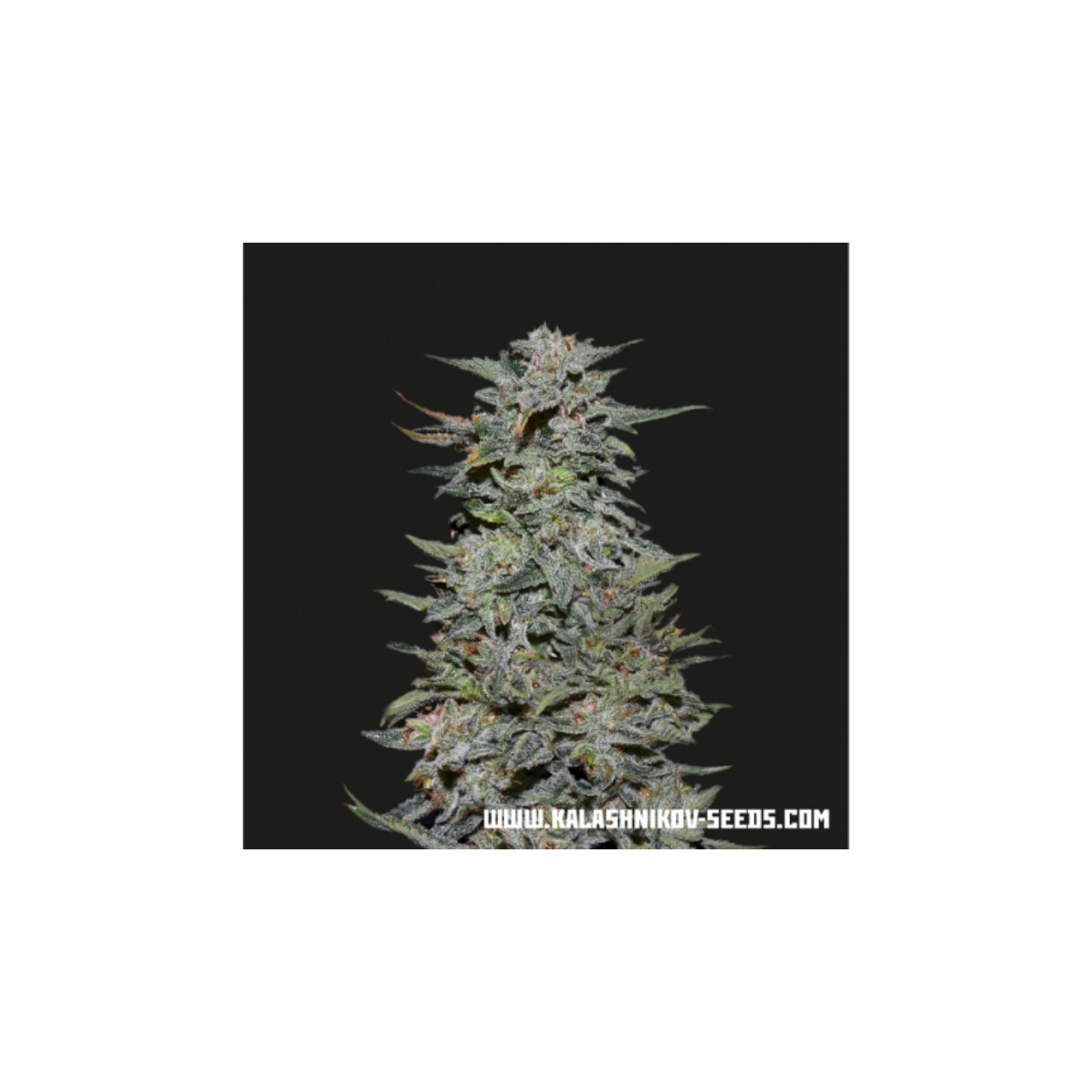 Boy Scout Cookies de Kalashnikov Seeds