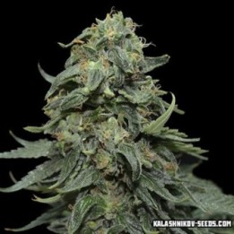 Kabul Express de Kalashnikov Seeds
