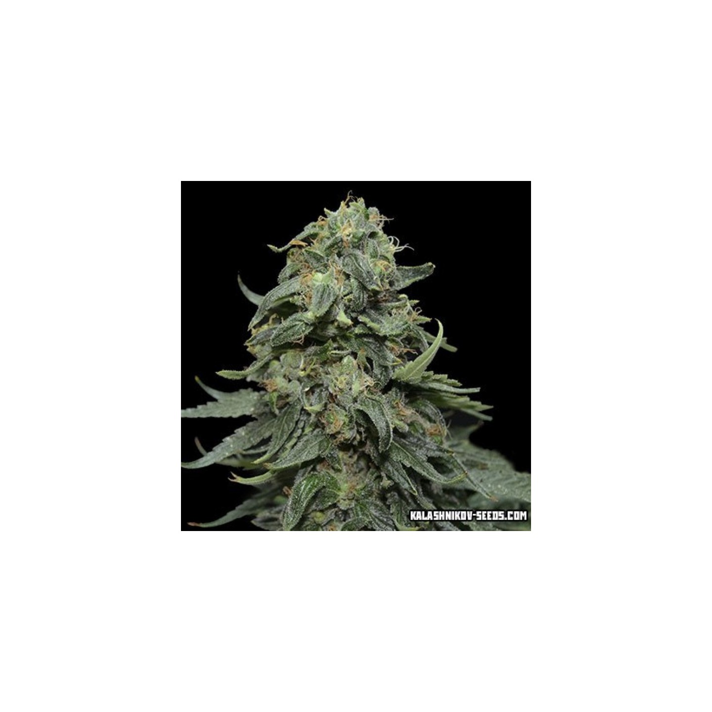 Kabul Express de Kalashnikov Seeds