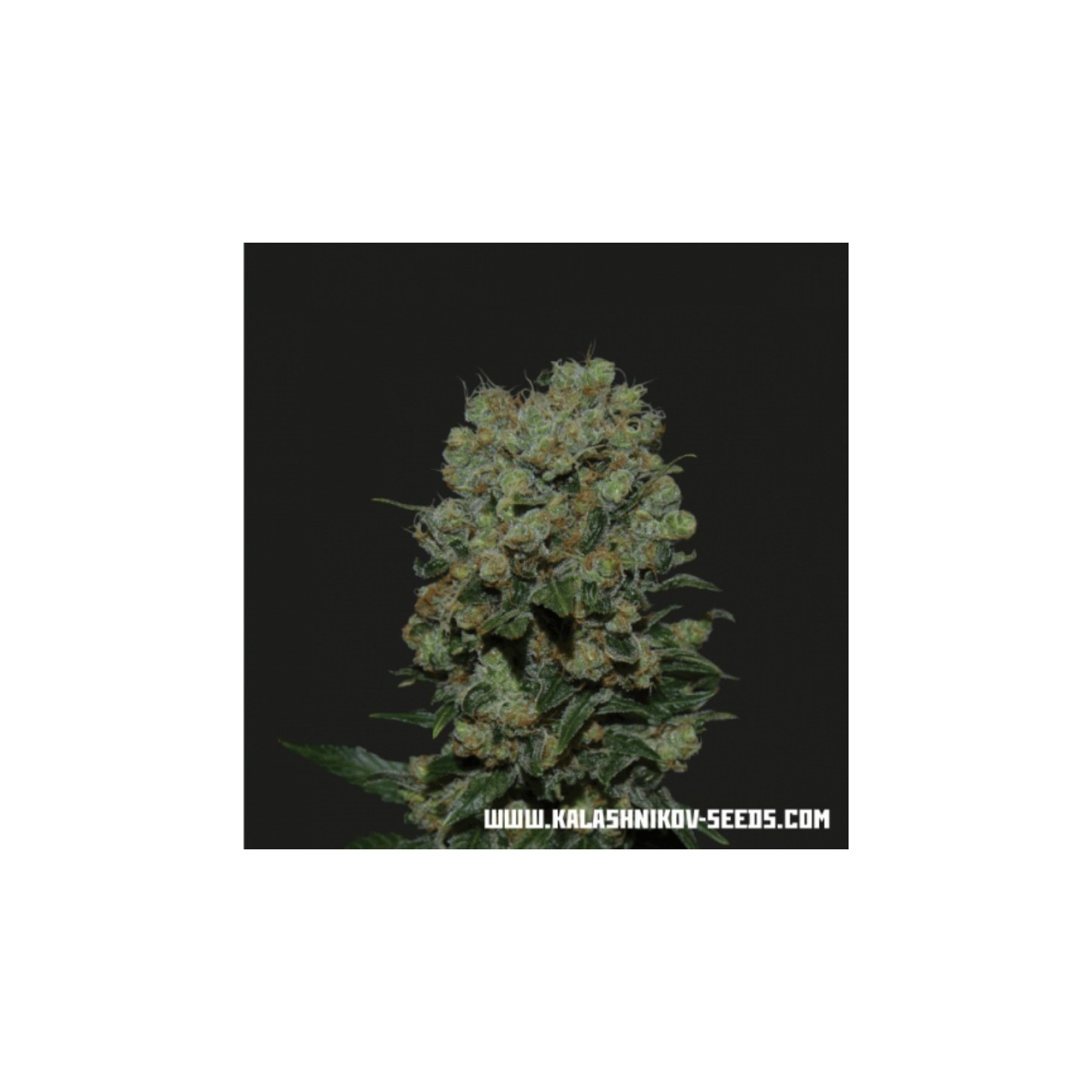 Kalashnikov Express de Kalashnikov Seeds
