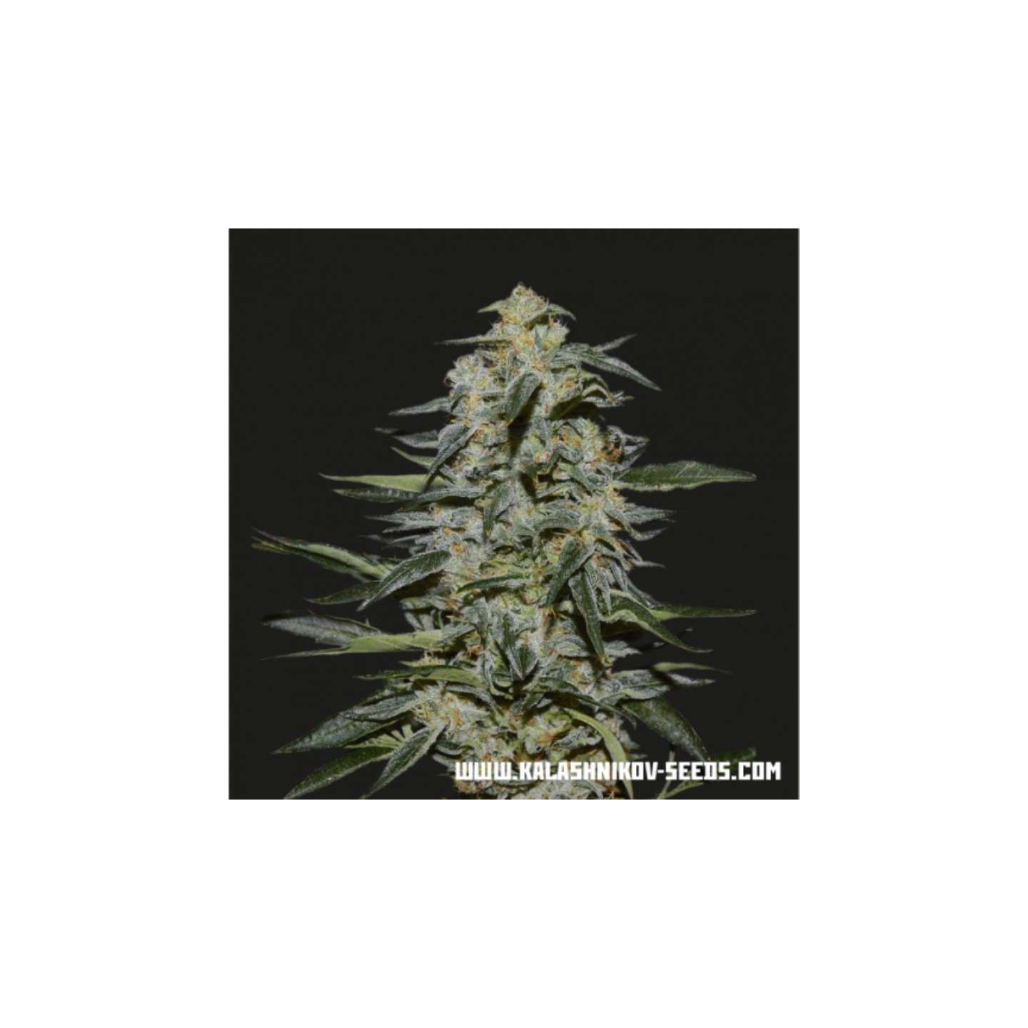 Katyusha de Kalashnikov Seeds