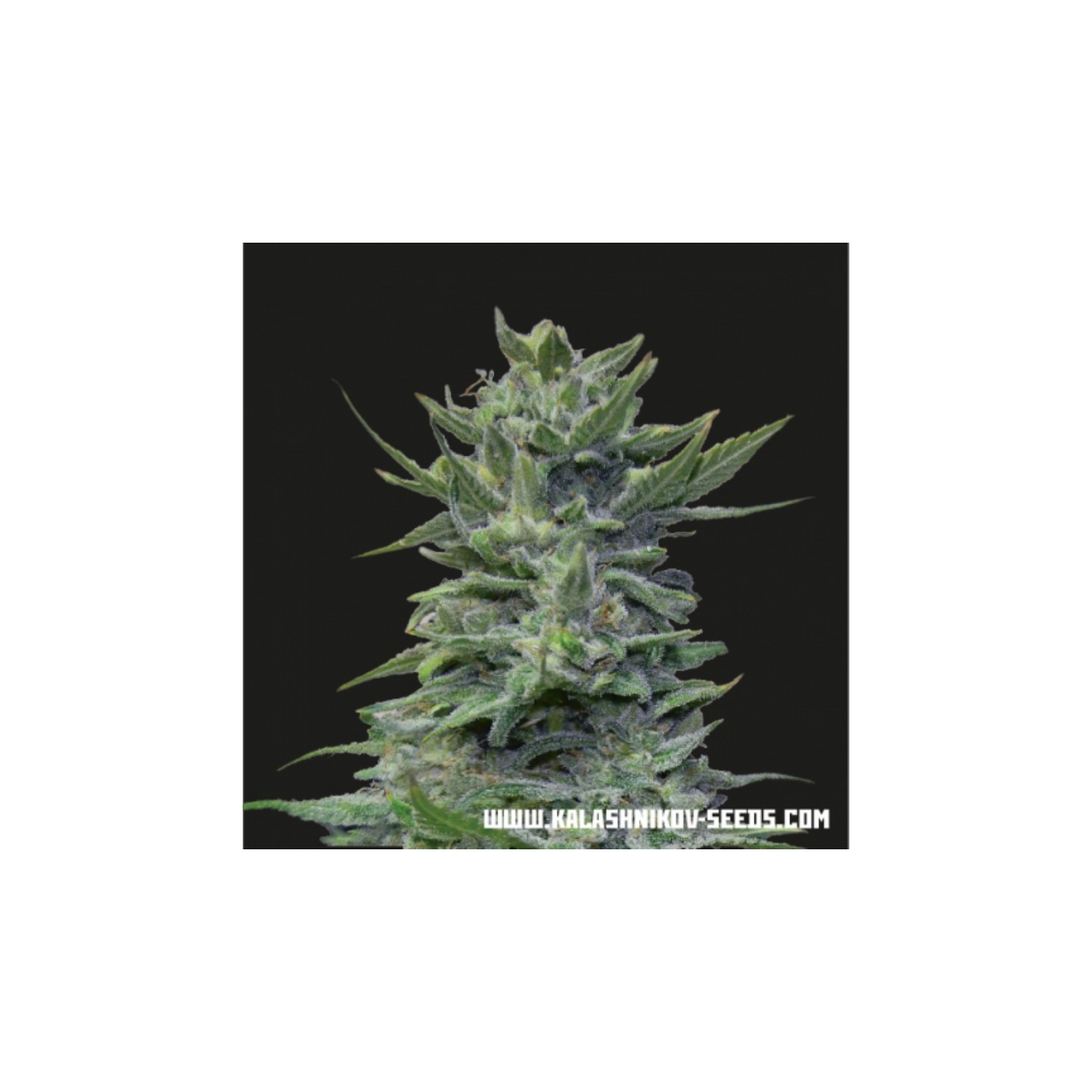 Lavanda Cream de Kalashnikov Seeds