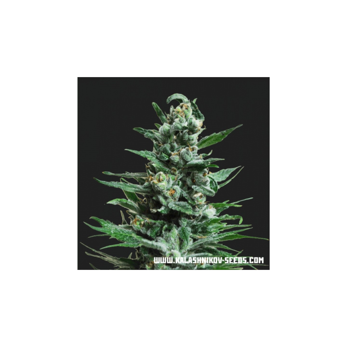 Moscow Blue Berry Auto de Kalashnikov Seeds
