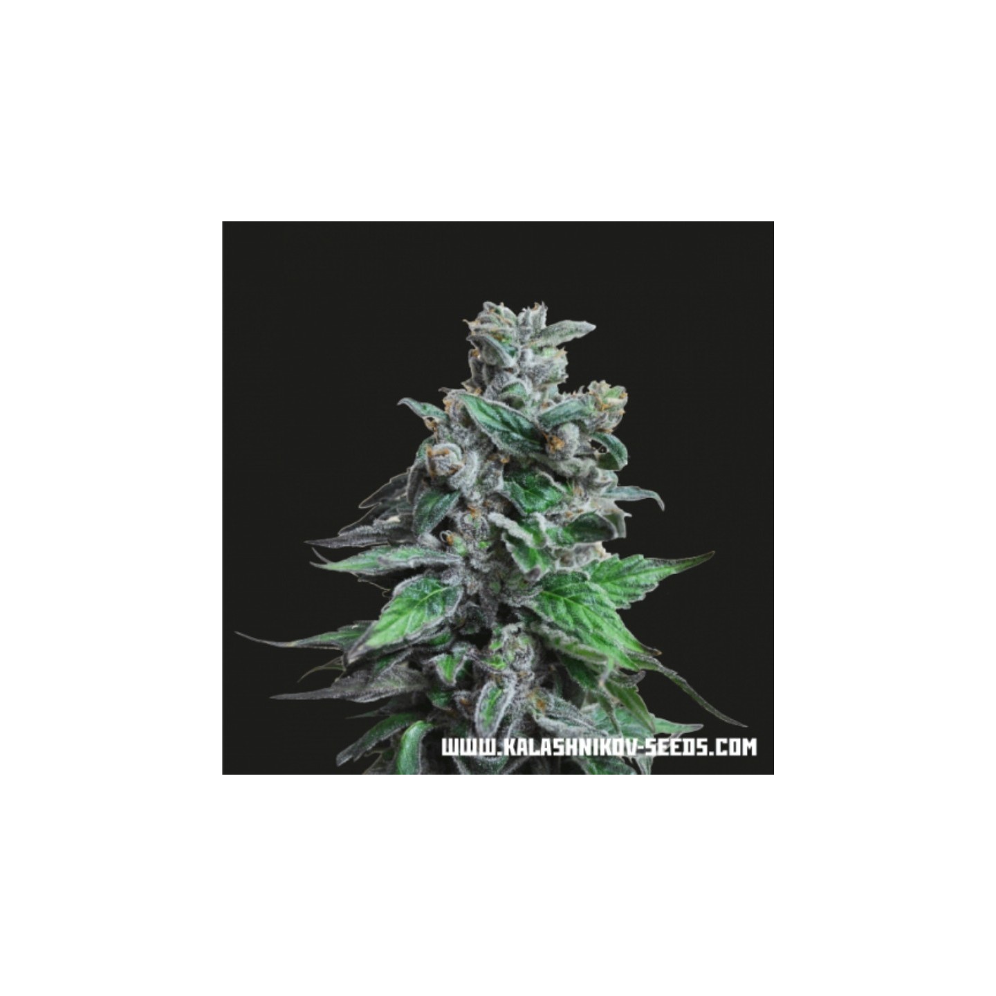 Moscow Blueberry de Kalashnikov Seeds