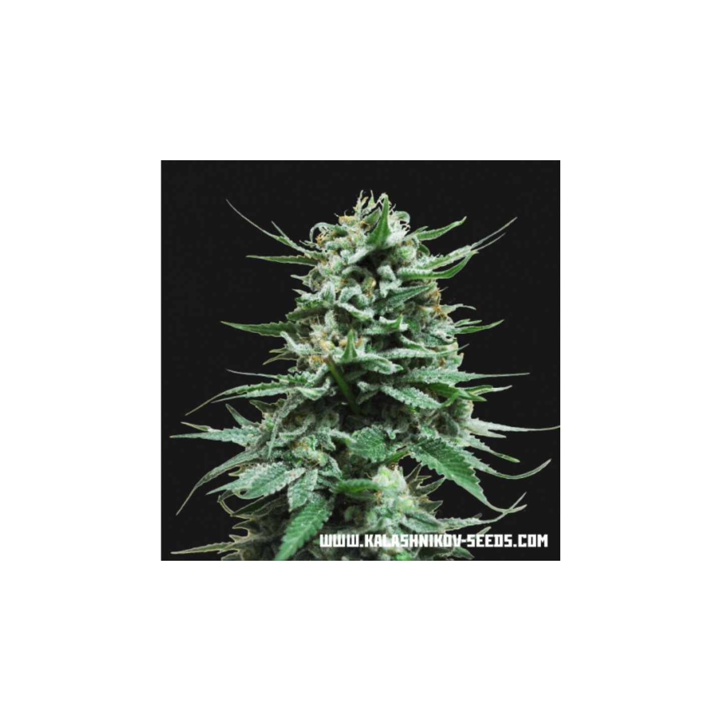 Northern Russian Auto de Kalashnikov Seeds