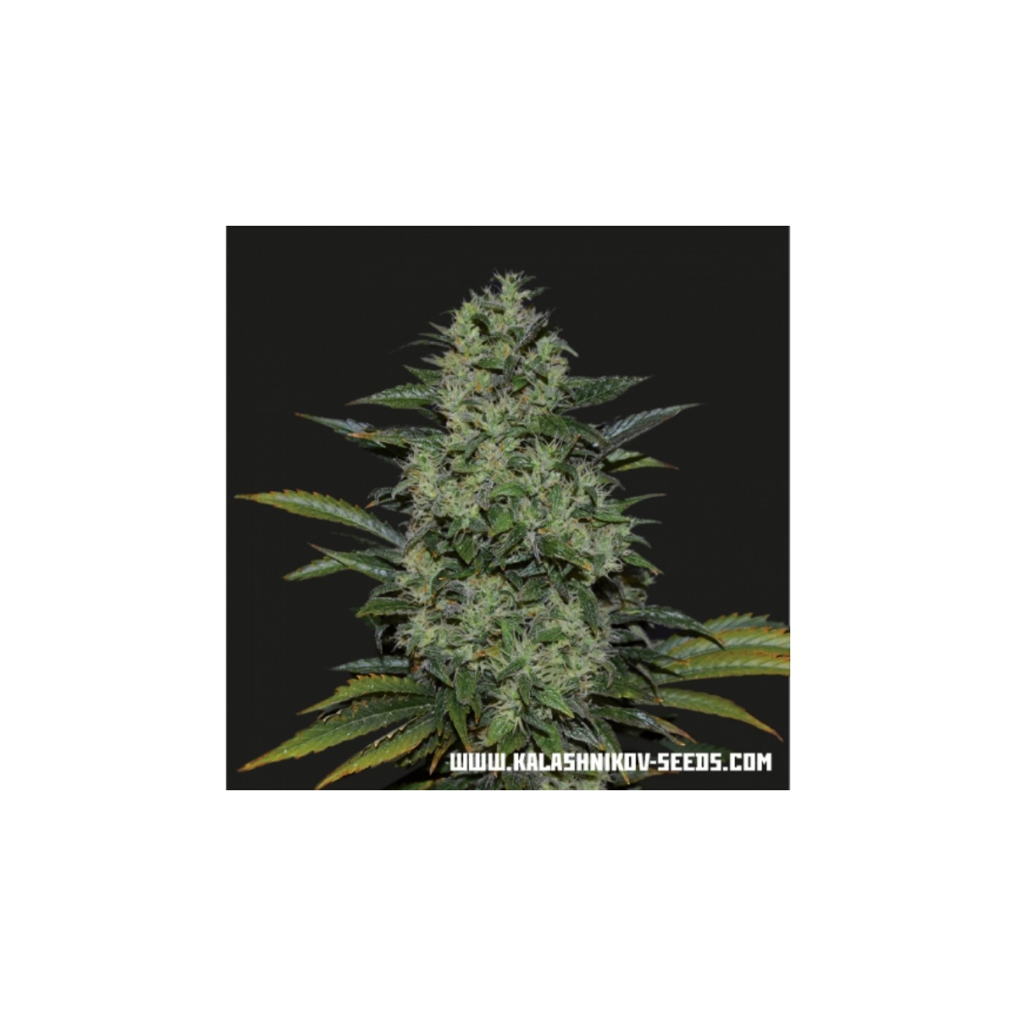 Power Russian de Kalashnikov Seeds