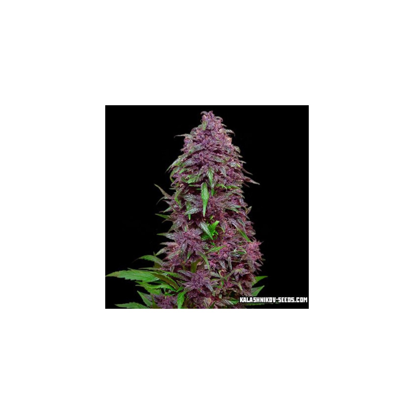 Purple Mazar Auto de Kalashnikov Seeds