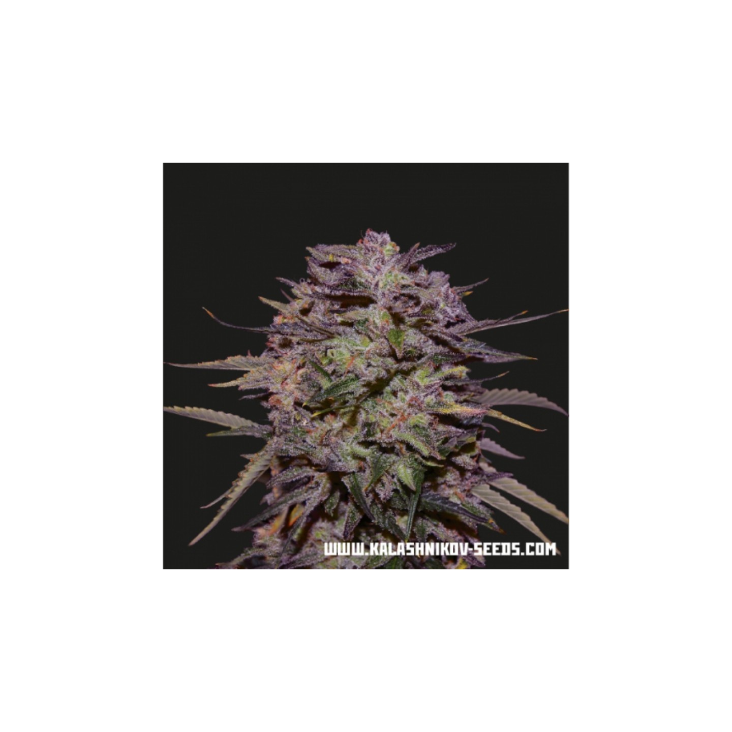 Purple Russian Express de Kalashnikov Seeds