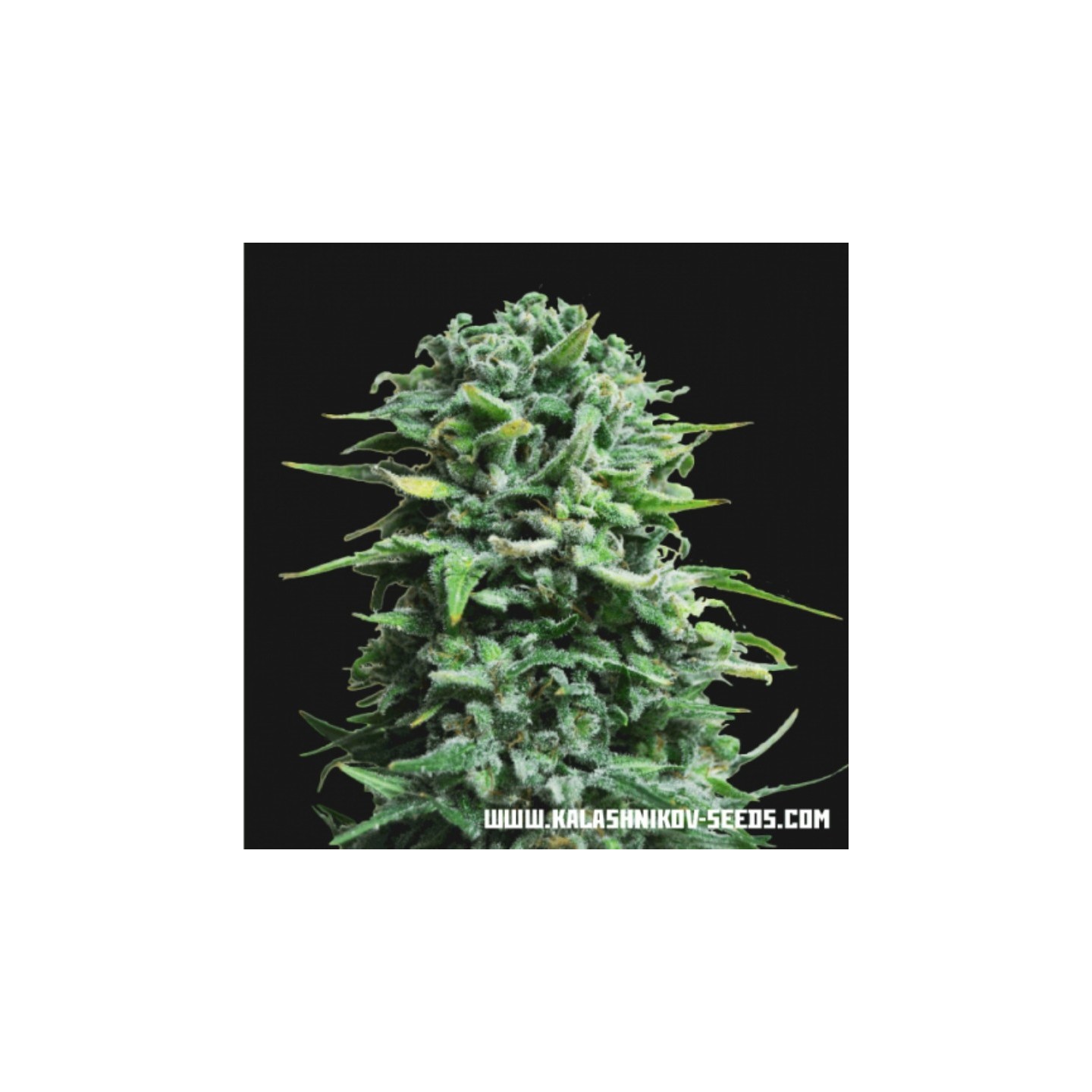 Siberian Haze Auto de Kalashnikov Seeds