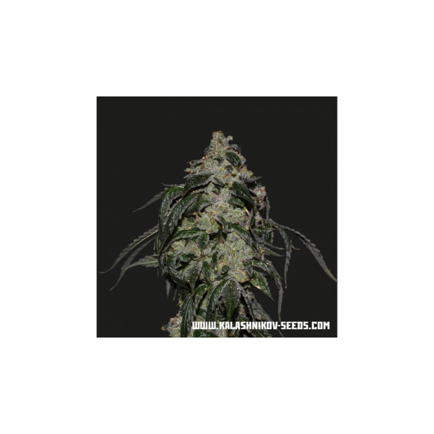 Soyuz Og Express de Kalashnikov Seeds