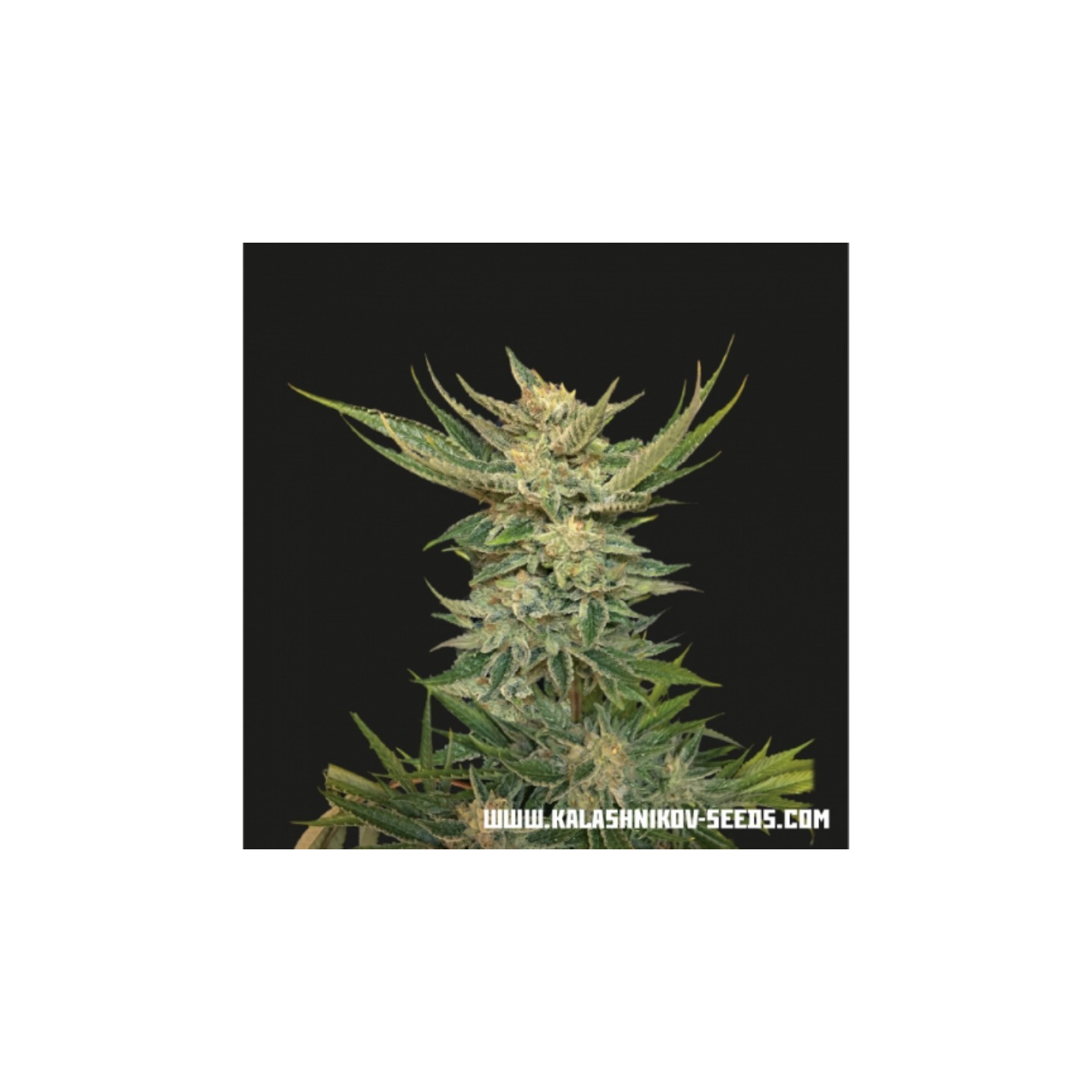 Vodka Lemon de Kalashnikov Seeds