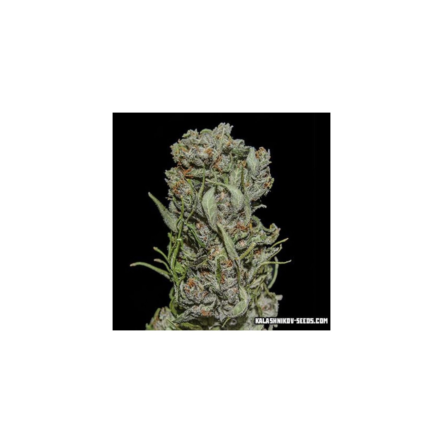White Critical Express de Kalashnikov Seeds